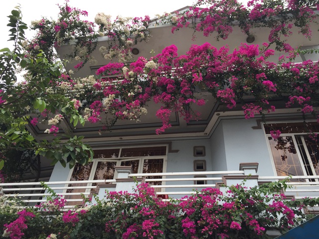 Những ngôi nhà hoa giấy phiên bản đời thực ở Việt Nam đẹp rụng rời, nhìn xong chỉ muốn trồng ngay vài gốc - Ảnh 10.