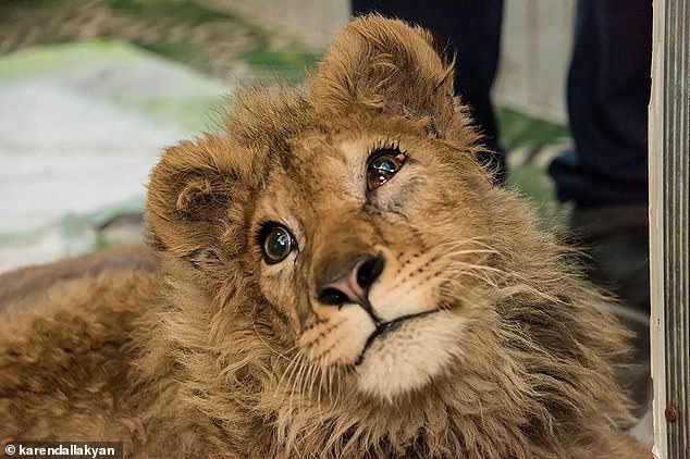 Bức ảnh sư tử con bị bẻ gãy chân để nằm yên cho khách du lịch chụp ảnh gây phẫn nộ dư luận, Tổng thống Nga cũng lên tiếng - Ảnh 7.