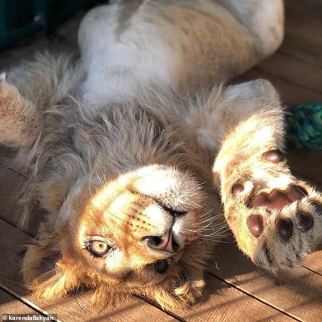 Bức ảnh sư tử con bị bẻ gãy chân để nằm yên cho khách du lịch chụp ảnh gây phẫn nộ dư luận, Tổng thống Nga cũng lên tiếng - Ảnh 8.