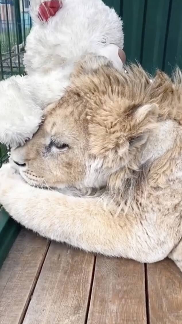 Bức ảnh sư tử con bị bẻ gãy chân để nằm yên cho khách du lịch chụp ảnh gây phẫn nộ dư luận, Tổng thống Nga cũng lên tiếng - Ảnh 10.