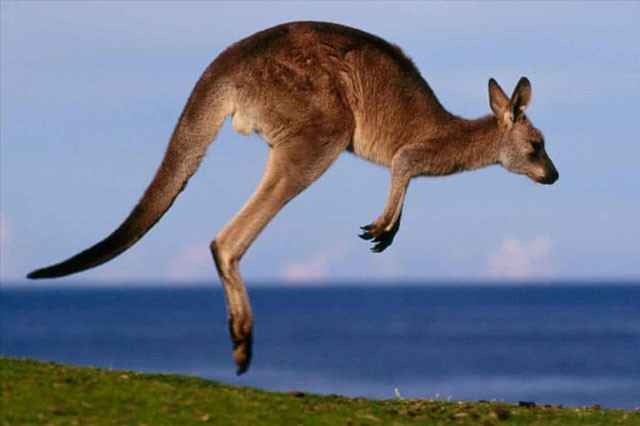 Top 10 sự thật bất ngờ về loài động vật mang tính biểu tượng của Australia - Ảnh 1.