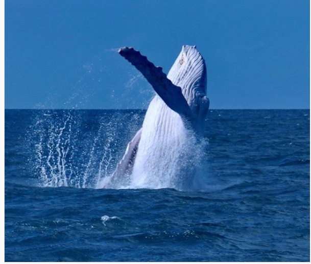 Phát hiện cá voi lưng gù trắng như tuyết hiếm hoi ngoài khơi Australia - Ảnh 1.