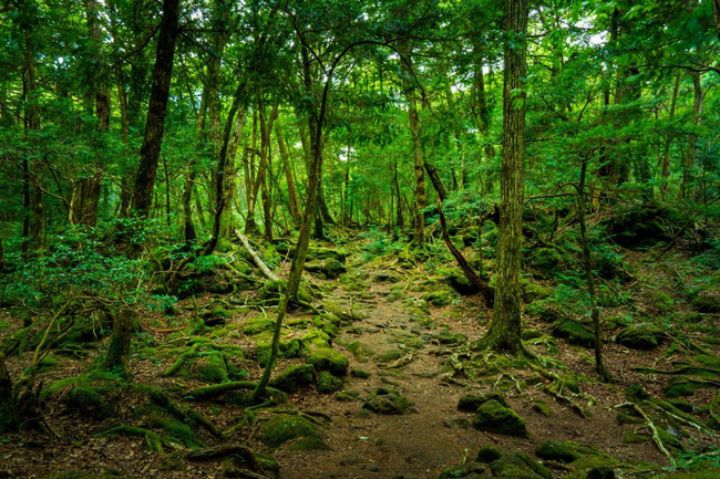 Khu rừng tự sát Aokigahara: Nơi tăm tối và im lặng tuyệt đối với những câu chuyện rùng rợn đầy ám ảnh - Ảnh 1.