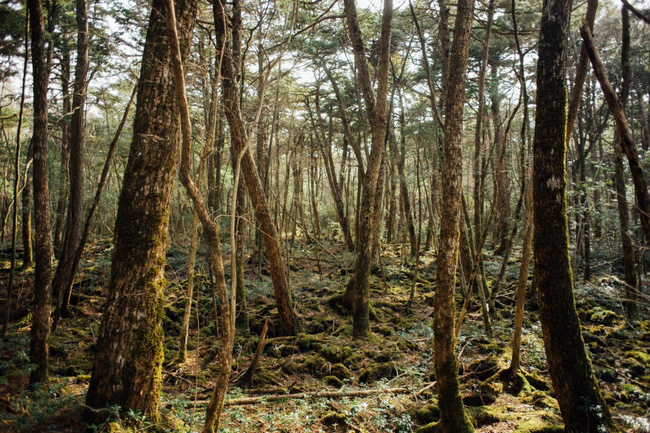 Khu rừng tự sát Aokigahara: Nơi tăm tối và im lặng tuyệt đối với những câu chuyện rùng rợn đầy ám ảnh - Ảnh 2.