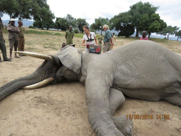 Kiểm tra lỗ thủng kỳ lạ trên đầu chú voi, bác sỹ thú y phát hiện sự thật đau buồn nhưng cũng bất ngờ vì cách hành xử của con vật - Ảnh 7.