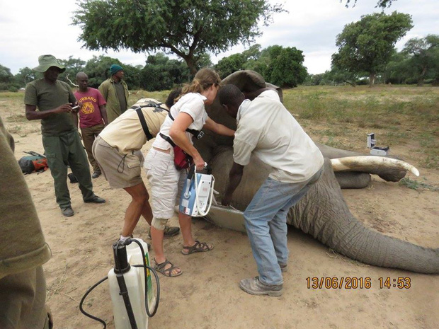 Kiểm tra lỗ thủng kỳ lạ trên đầu chú voi, bác sỹ thú y phát hiện sự thật đau buồn nhưng cũng bất ngờ vì cách hành xử của con vật - Ảnh 8.