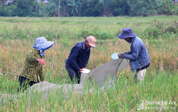 Nghệ An: Cào cào, châu chấu đắt hàng, người dân đếm từng con để lấy tiền - Ảnh 1.