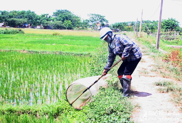 Nghệ An: Cào cào, châu chấu đắt hàng, người dân đếm từng con để lấy tiền - Ảnh 2.