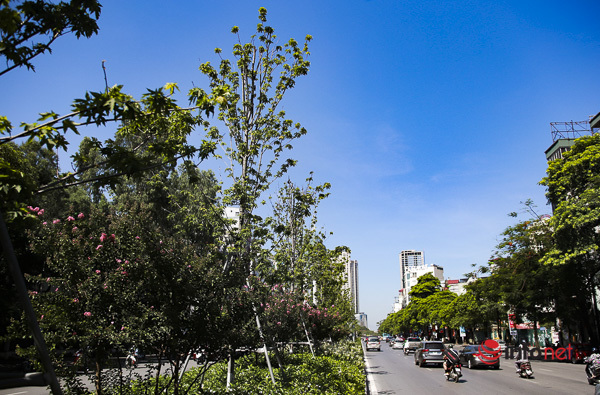 Hà Nội: Hàng phong trổ lá xanh tươi giữa hè nắng gắt - Ảnh 11.
