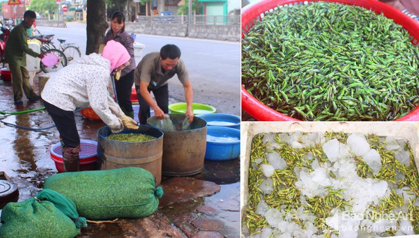 Nghệ An: Cào cào, châu chấu đắt hàng, người dân đếm từng con để lấy tiền - Ảnh 4.