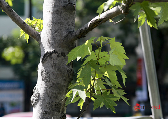 Hà Nội: Hàng phong trổ lá xanh tươi giữa hè nắng gắt - Ảnh 5.