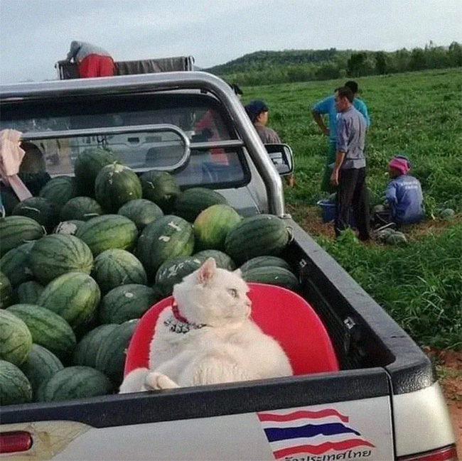 Ông mèo trông quầy dưa hấu bất ngờ nổi tiếng vì biểu cảm nhăn nhó khó chịu - Ảnh 4.