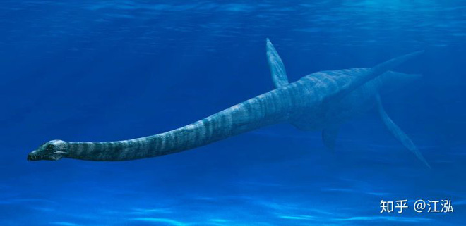 Các nghiên cứu phát hiện ra rằng những con thằn lằn cổ rắn thời tiền sử có khả năng lặn tương tự với cá nhà táng hiện đại - Ảnh 7.