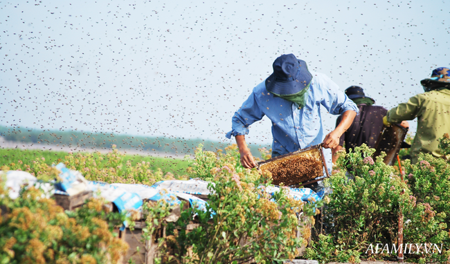 Tạm xa Hồ Tây một hôm, về Ninh Bình thăm bác nông dân thu nhập khủng nhờ nuôi ong lấy mật từ loài hoa ít ai ngờ tới - Ảnh 2.