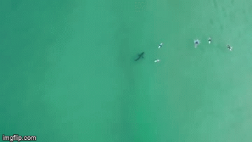 Kinh hoàng khoảnh khắc lướt sóng cùng cá mập trắng - Ảnh 3.