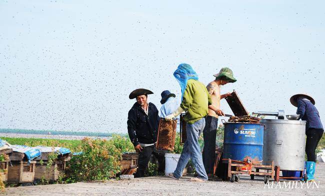 Tạm xa Hồ Tây một hôm, về Ninh Bình thăm bác nông dân thu nhập khủng nhờ nuôi ong lấy mật từ loài hoa ít ai ngờ tới - Ảnh 6.