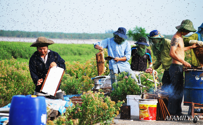 Tạm xa Hồ Tây một hôm, về Ninh Bình thăm bác nông dân thu nhập khủng nhờ nuôi ong lấy mật từ loài hoa ít ai ngờ tới - Ảnh 10.