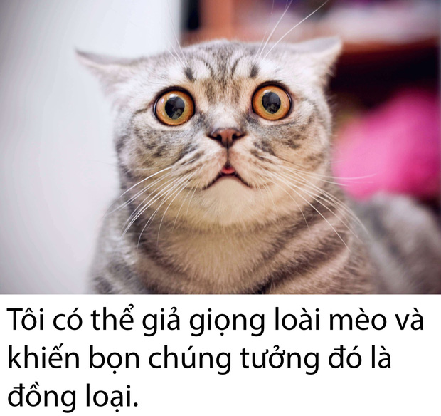 Khi cư dân mạng chia sẻ những tài lẻ... vô dụng khiến ai nghe xong cũng cười mệt nghỉ - Ảnh 11.