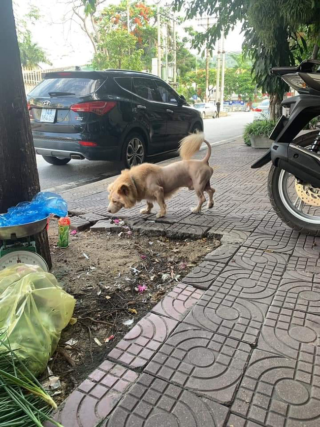 Thanh niên hú hồn chạm mặt chú sư tử lon ton dạo chơi trên vỉa hè, toan bỏ chạy nhưng nó lại vẫy đuôi làm quen thân thiện - Ảnh 2.