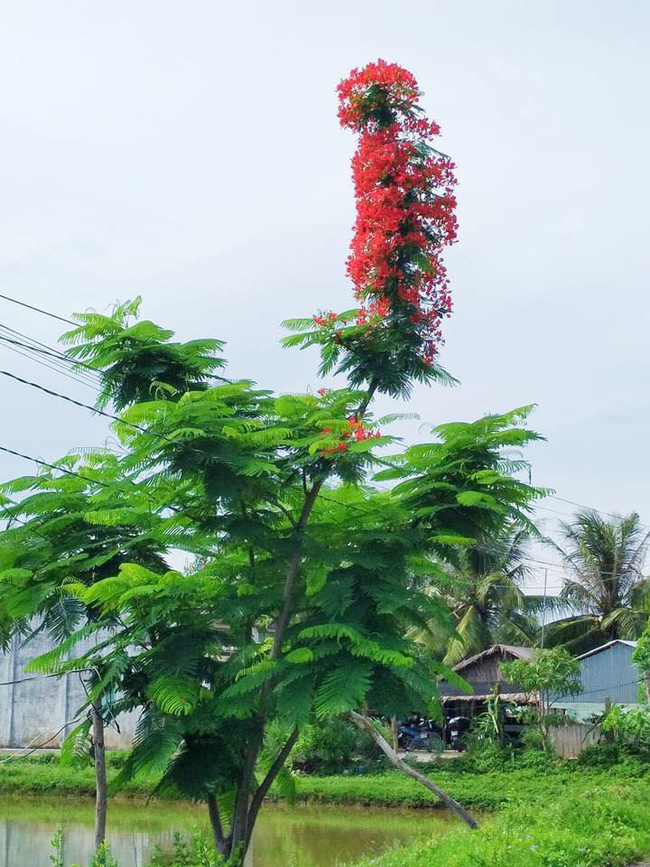 Dân mạng trầm trồ trước chùm phượng vĩ siêu đẹp nhưng lại nở 1 mình 1 kiểu chẳng giống ai - Ảnh 2.