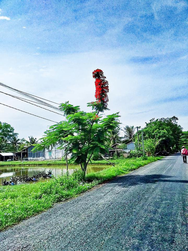 Dân mạng trầm trồ trước chùm phượng vĩ siêu đẹp nhưng lại nở 1 mình 1 kiểu chẳng giống ai - Ảnh 3.