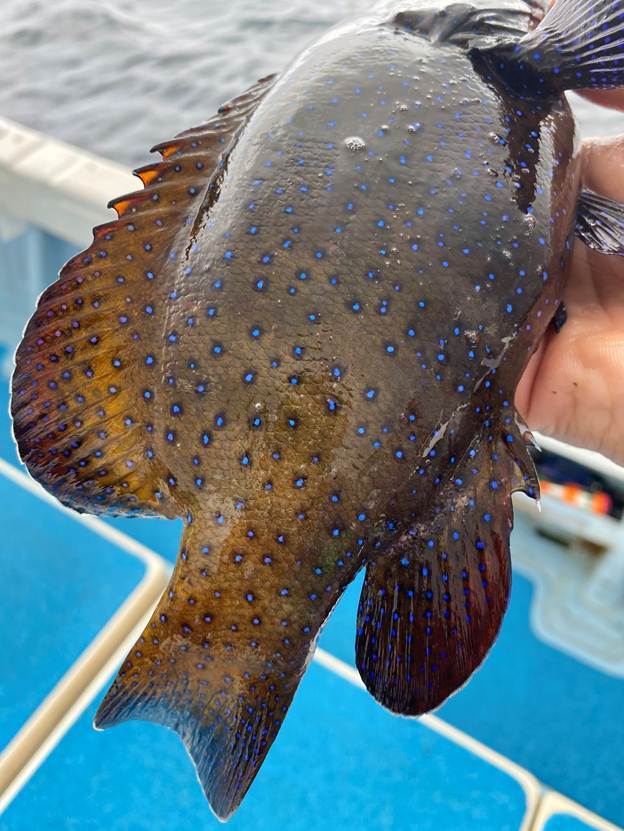 Sự thật bất ngờ về con cá màu sắc gây sốt ở Nhật Bản - Ảnh 2.