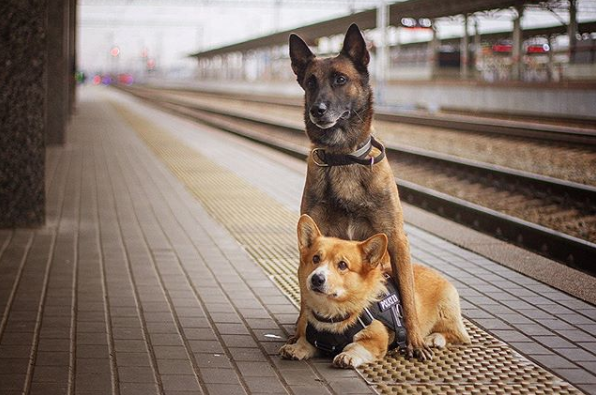 Sau 7 năm cống hiến thanh xuân cho ngành cảnh sát, cuối cùng soái cẩu nghiệp vụ Corgi duy nhất tại Nga đã nghỉ hưu khiến bao người tiếc nuối - Ảnh 3.