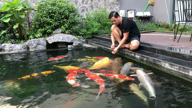 Đại gia kín tiếng Sài thành sở hữu đàn cá Koi vạm vỡ, độc nhất vô nhị, có con giá nửa tỷ - Ảnh 1.