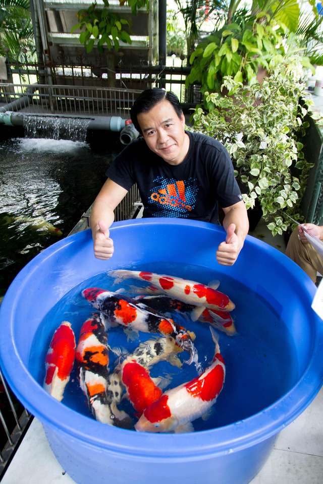 Đại gia kín tiếng Sài thành sở hữu đàn cá Koi vạm vỡ, độc nhất vô nhị, có con giá nửa tỷ - Ảnh 2.