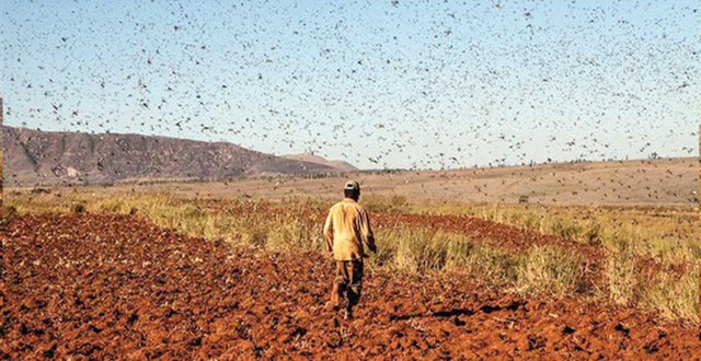 1001 thắc mắc: Máu của loài sinh vật đáng sợ trên thế giới có màu gì? - Ảnh 4.