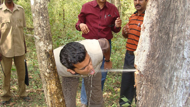 Video: Nước bắn tung toé từ thân cây như vòi mở van tại Ấn Độ gây sốt MXH - Ảnh 3.