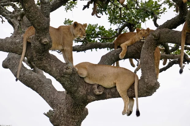 Thử tài tinh mắt: Đố bạn tìm ra đủ 10 con sư tử trên cây! - Ảnh 1.