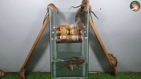 Chỉ cần vài lon bia và 1 cái bể cá, bạn sẽ khiến lũ chuột trong nhà không còn đường sống - Ảnh 2.