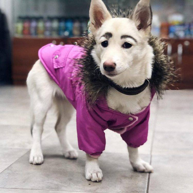 Thinking that someone had put makeup on the poor dog, who would have thought that the 4-legged friend has extremely strange willow leaf eyebrows - Photo 1.