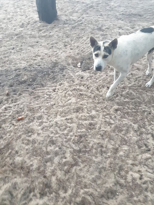 Thinking that someone had put makeup on the poor dog, who would have thought that the 4-legged friend has extremely strange willow leaf eyebrows - Photo 5.