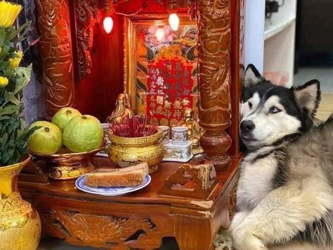 Bạn có muốn tạo thêm may mắn và tài lộc cho ngôi nhà của mình? Hãy xem ảnh chó Husky đang ngồi bàn thờ Thần Tài để nhận được sức mạnh và cảm giác yên bình cho căn phòng của bạn.