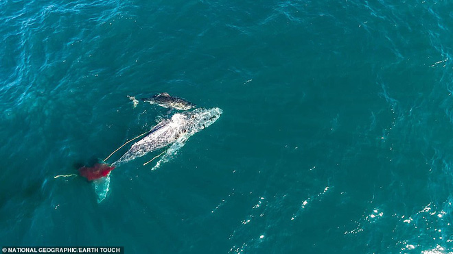 Lần đầu tiên trong lịch sử ghi lại cảnh cá mập trắng khổng lồ hạ gục cá voi - Ảnh 1.