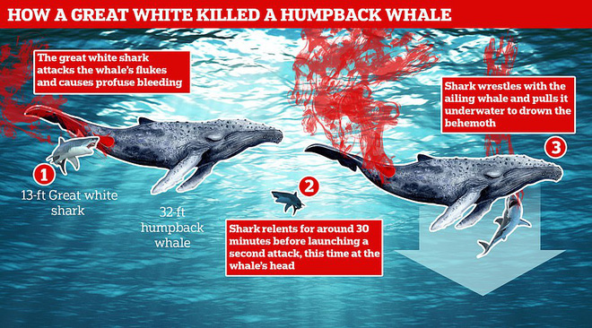 Lần đầu tiên trong lịch sử ghi lại cảnh cá mập trắng khổng lồ hạ gục cá voi - Ảnh 2.