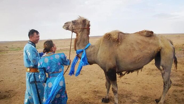 Bị đem bán cho người khác, lạc đà quá nhớ nhà đã đi bộ 100km băng qua sa mạc để trở về với chủ cũ - Ảnh 2.