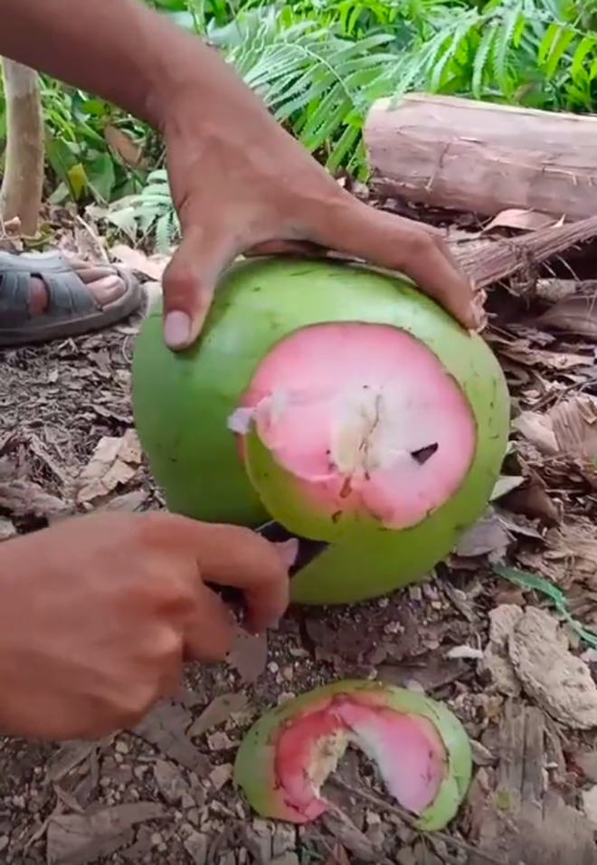 Trái dừa màu hồng kỳ lạ đang khiến dân mạng bàn tán xôn xao trên TikTok: Là thật hay lại chiêu trò “câu view”? - Ảnh 6.