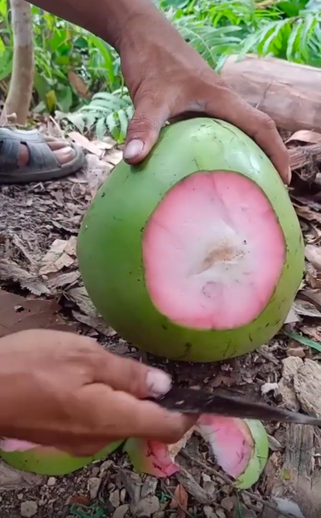 Trái dừa màu hồng kỳ lạ đang khiến dân mạng bàn tán xôn xao trên TikTok: Là thật hay lại chiêu trò “câu view”? - Ảnh 10.