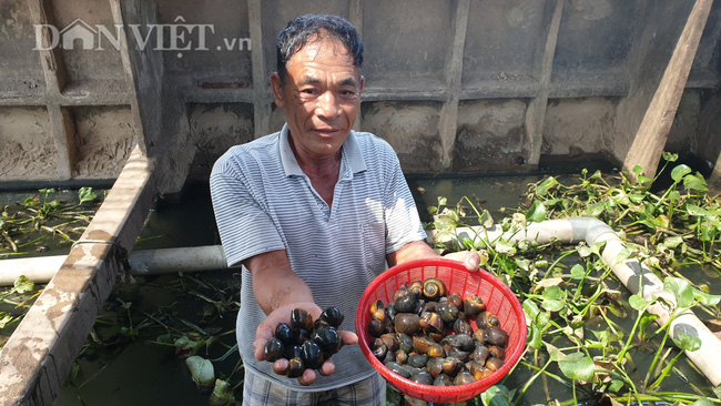Cách làm giàu độc nhất tỉnh Thái Bình: Chàng Robinson nuôi ốc nhồi ở giữa sông Hồng - Ảnh 1.