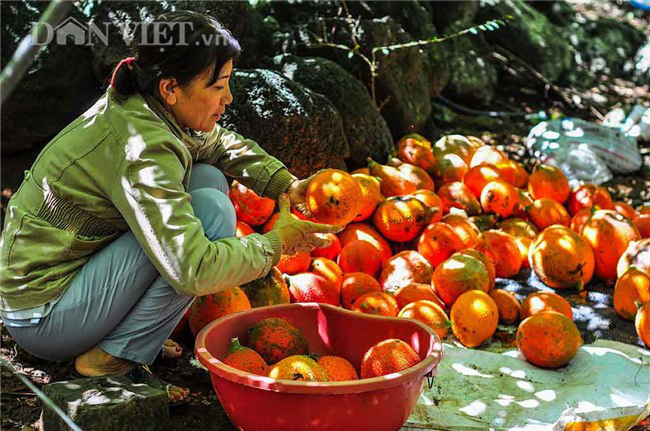 Long An: Liều trồng gấc trên đất lung phèn, trai làng thu 200 triệu/năm - Ảnh 3.