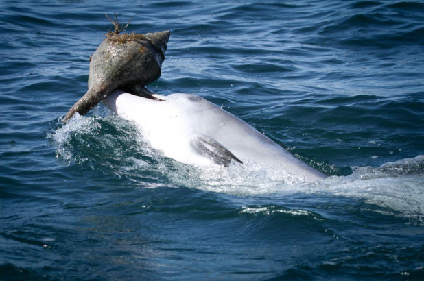 Bí kíp lợi hại giúp cá heo trở thành thợ săn sát thủ đại dương - Ảnh 1.