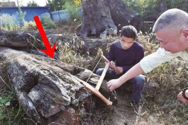 Mang khúc gỗ xấu xí về vứt ở góc vườn, 5 năm sau người đàn ông choáng váng phát hiện đó là cả gia tài trị giá 66 tỷ đồng - Ảnh 2.