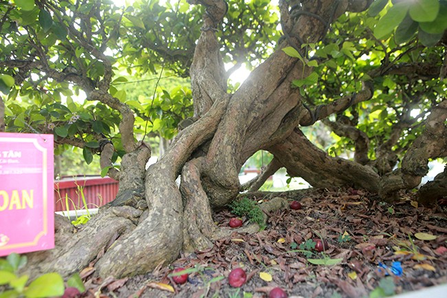 Chơi cây cảnh tiền tỷ chưa đã, đại gia nổi danh Thái Nguyên mua hẳn đá quý làm hồ cá Koi - Ảnh 8.