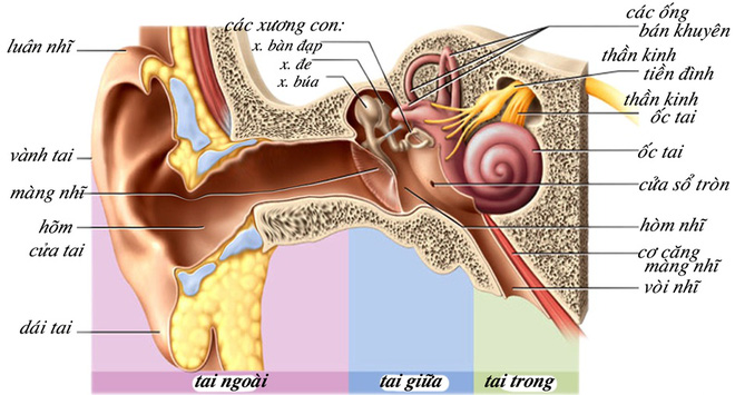 Con thối tai vì mẹ tự chữa viêm tai giữa: Bác sĩ khuyến cáo những cách chữa bệnh sai lầm - Ảnh 2.