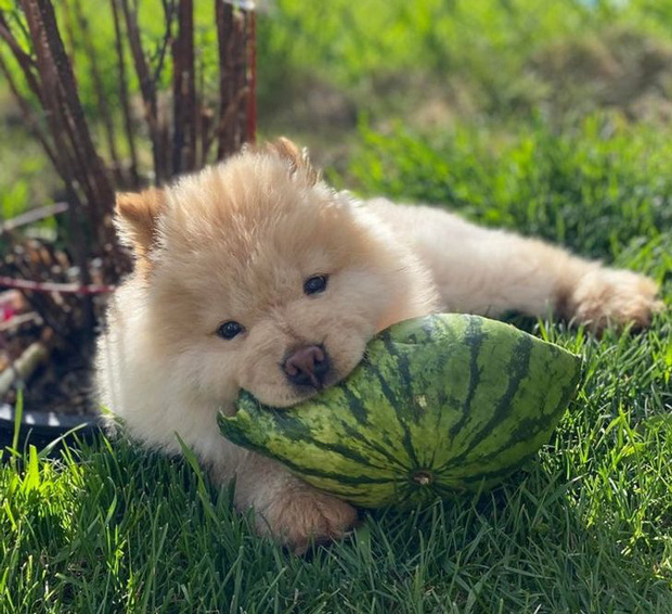 Loạt hình chứng minh cún chow chow là giống chó đáng yêu nhất quả đất, ai nhìn cũng muốn vào nựng một cái - Ảnh 15.