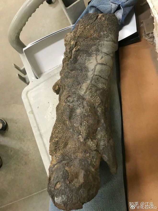 Phát hiện ra xác ướp khủng long có dấu chân hình móng ngựa tại Hoa Kỳ - Ảnh 9.