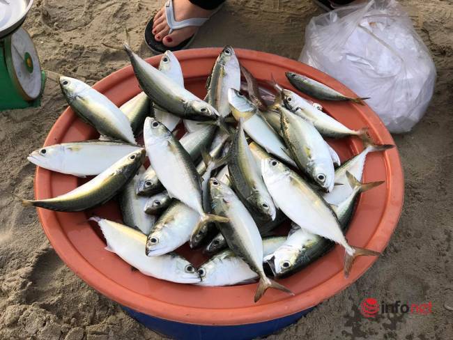 Khám phá chợ “mực nháy, cá nhảy” tờ mờ sáng ở Đà Nẵng - Ảnh 12.